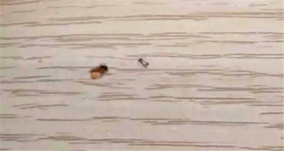 甲醛超標12倍，&ldquo;環(huán)保&rdquo;免漆板為何不環(huán)保！