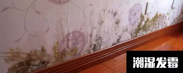 〖家裝資訊臺〗潮濕天氣，房子剪開壁紙全是蘑菇