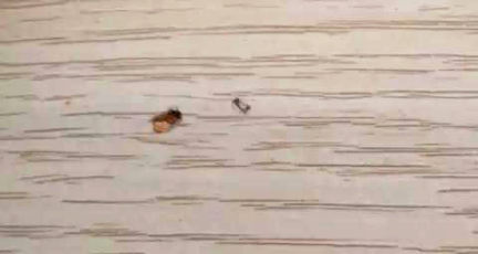 甲醛超標(biāo)12倍，&ldquo;環(huán)保&rdquo;免漆板為何不環(huán)保！